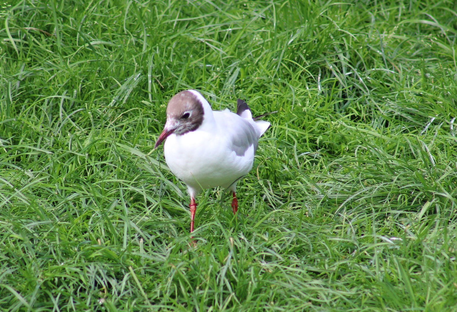 Black-headed gull