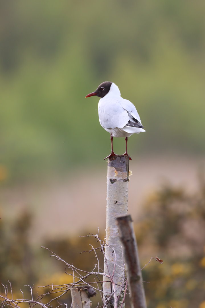 Black-headed Gull