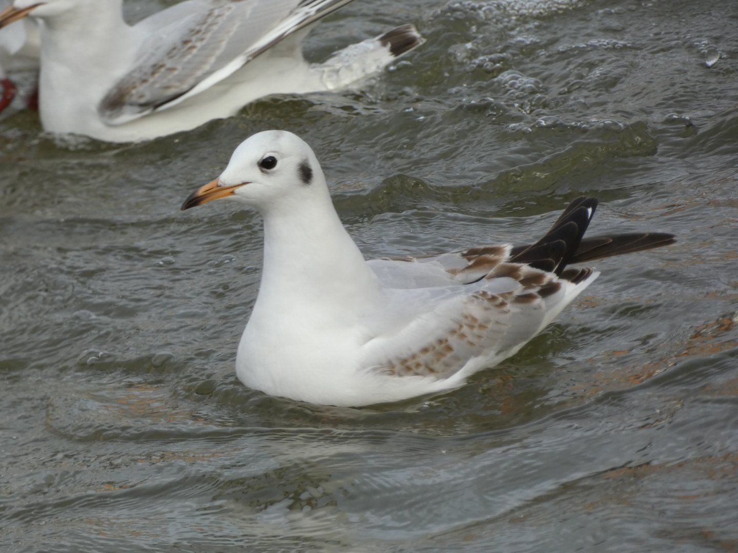 Black-headed gull