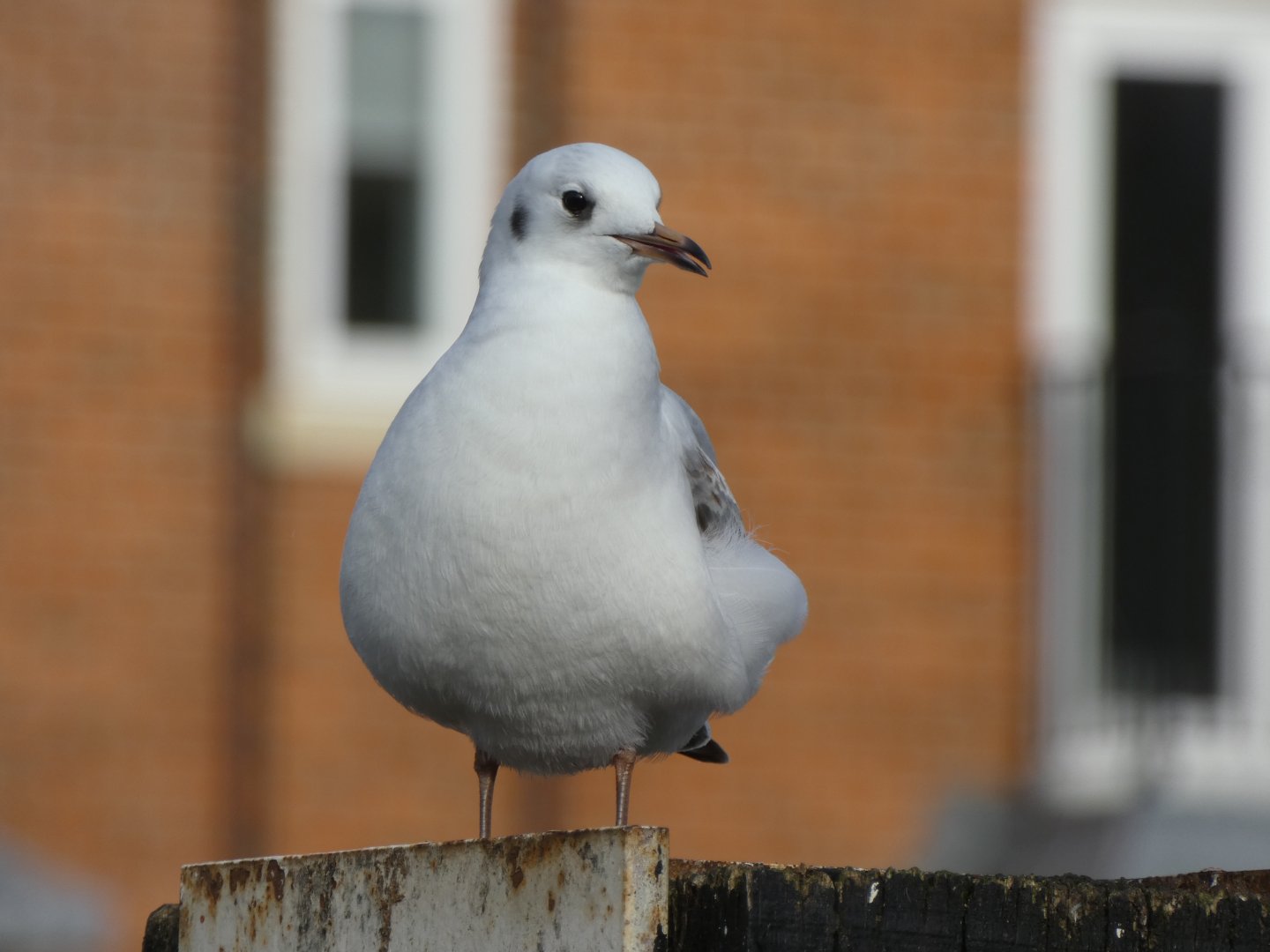 Black-headed gull