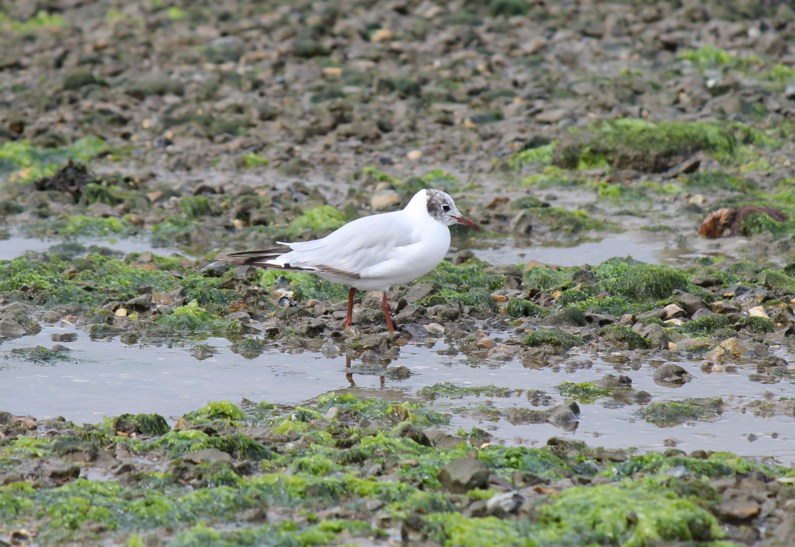 Black-headed Gull