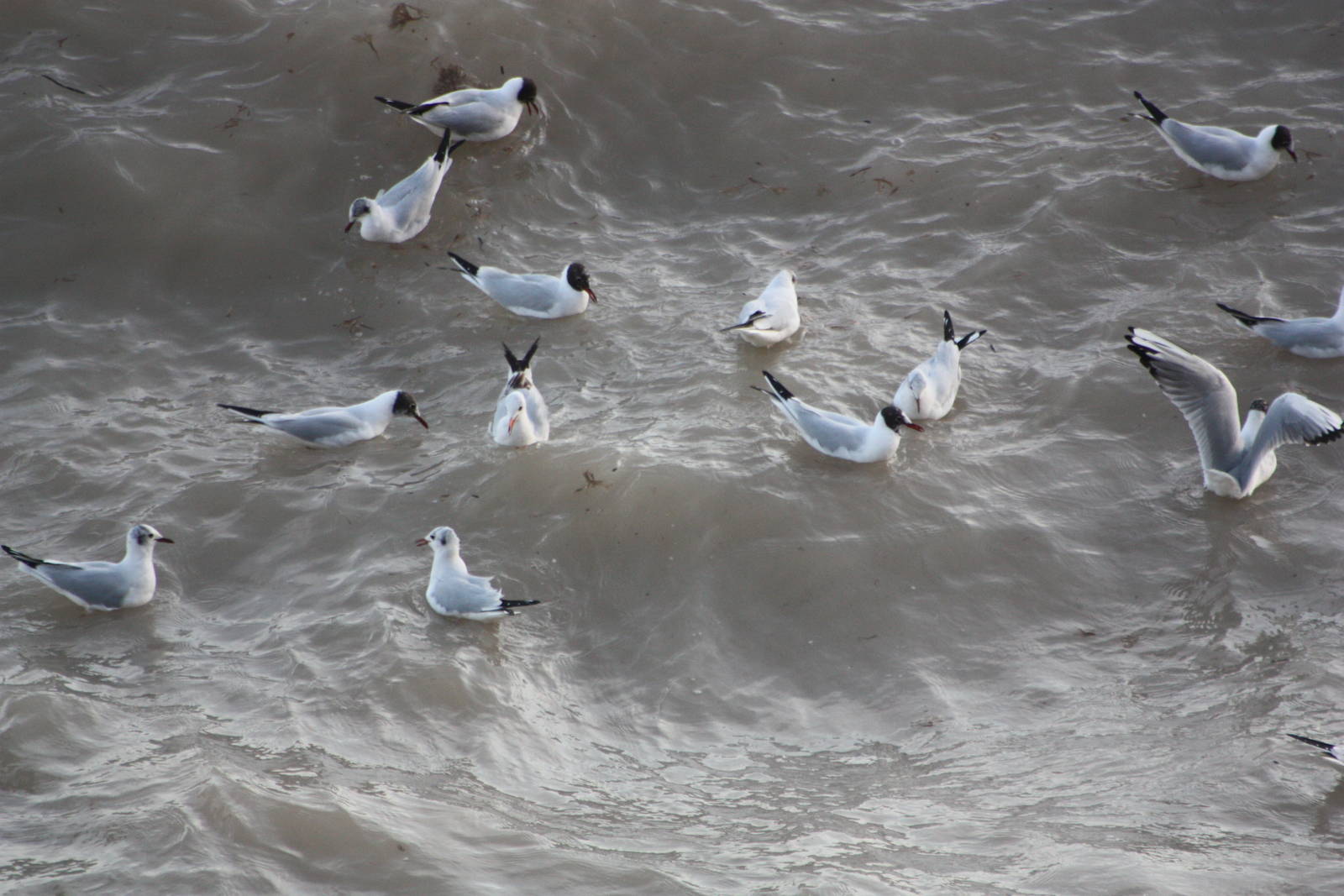 Black-headed Gulls, 7th March 2015