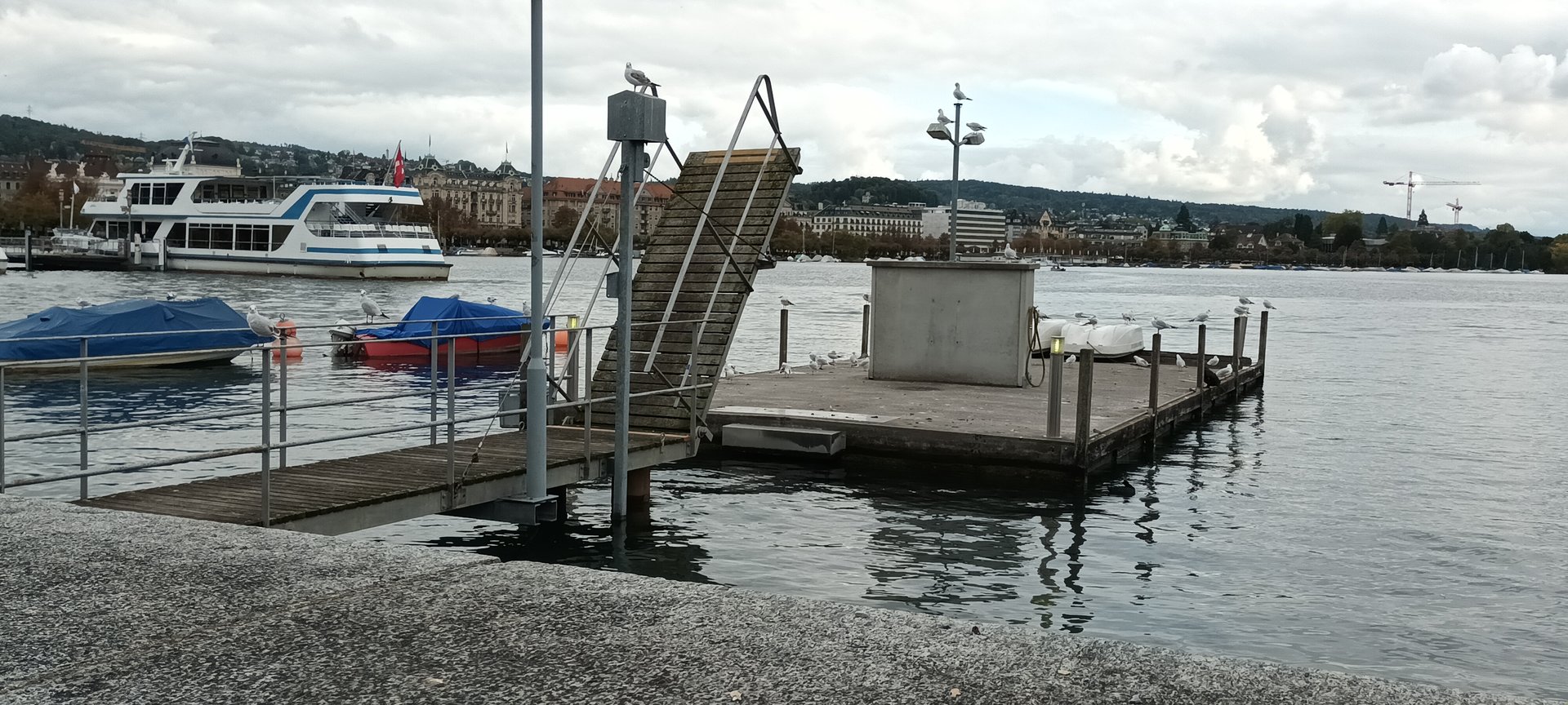 Black headed Gulls and Great Cormorant