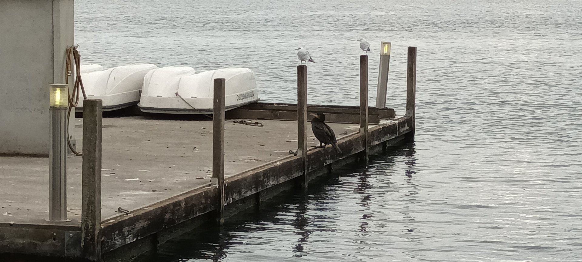 Black headed Gulls and Great Cormorant