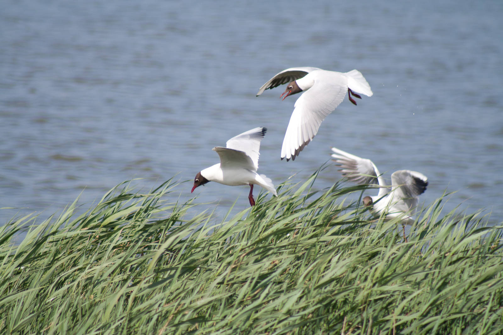 Black Headed Gulls
