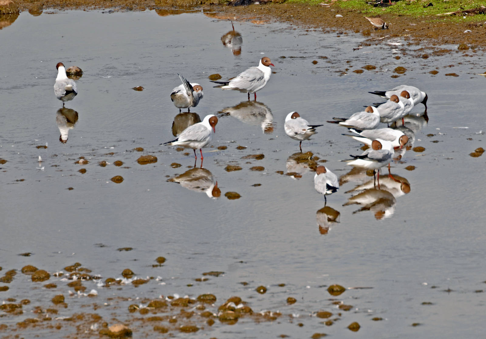 Black Headed Gulls