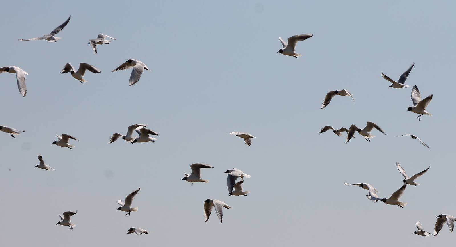 Black-headed gulls