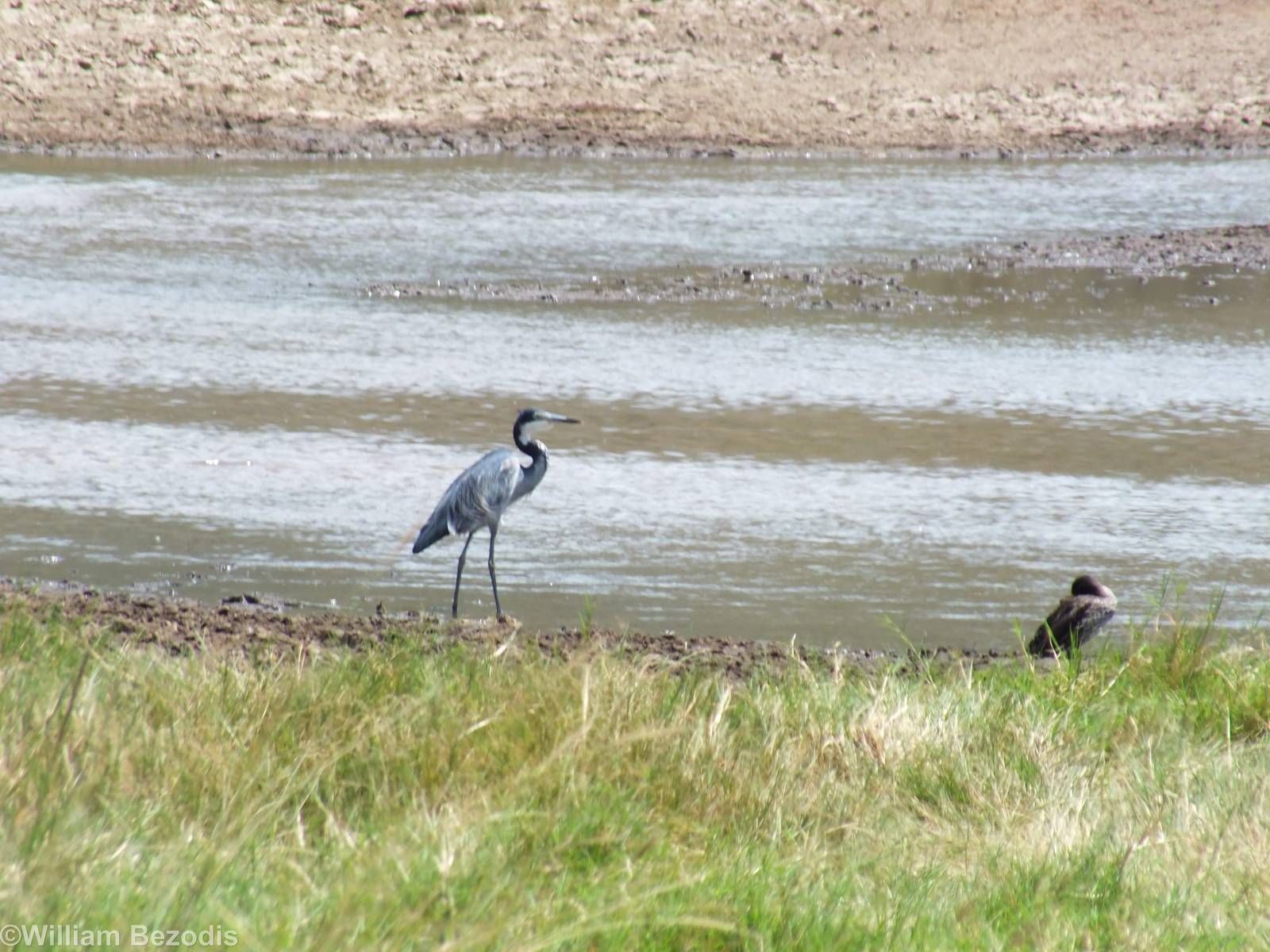 Black-headed Heron and Yellow-billed Duck - Lake Nakuru