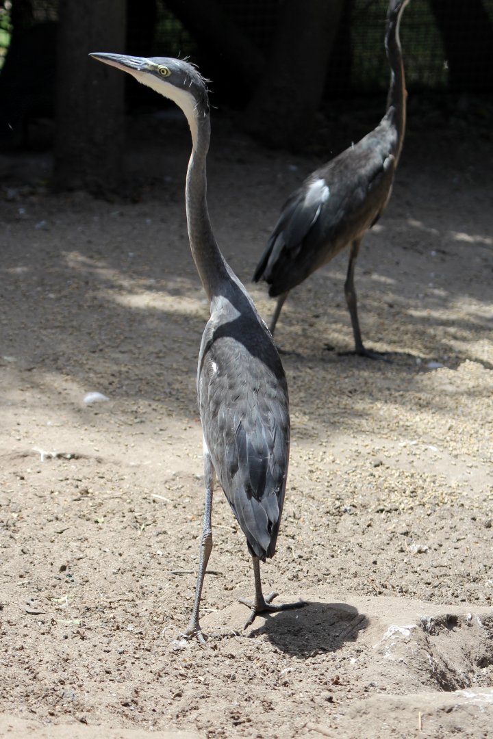 black-headed heron (Ardea melanocephala)