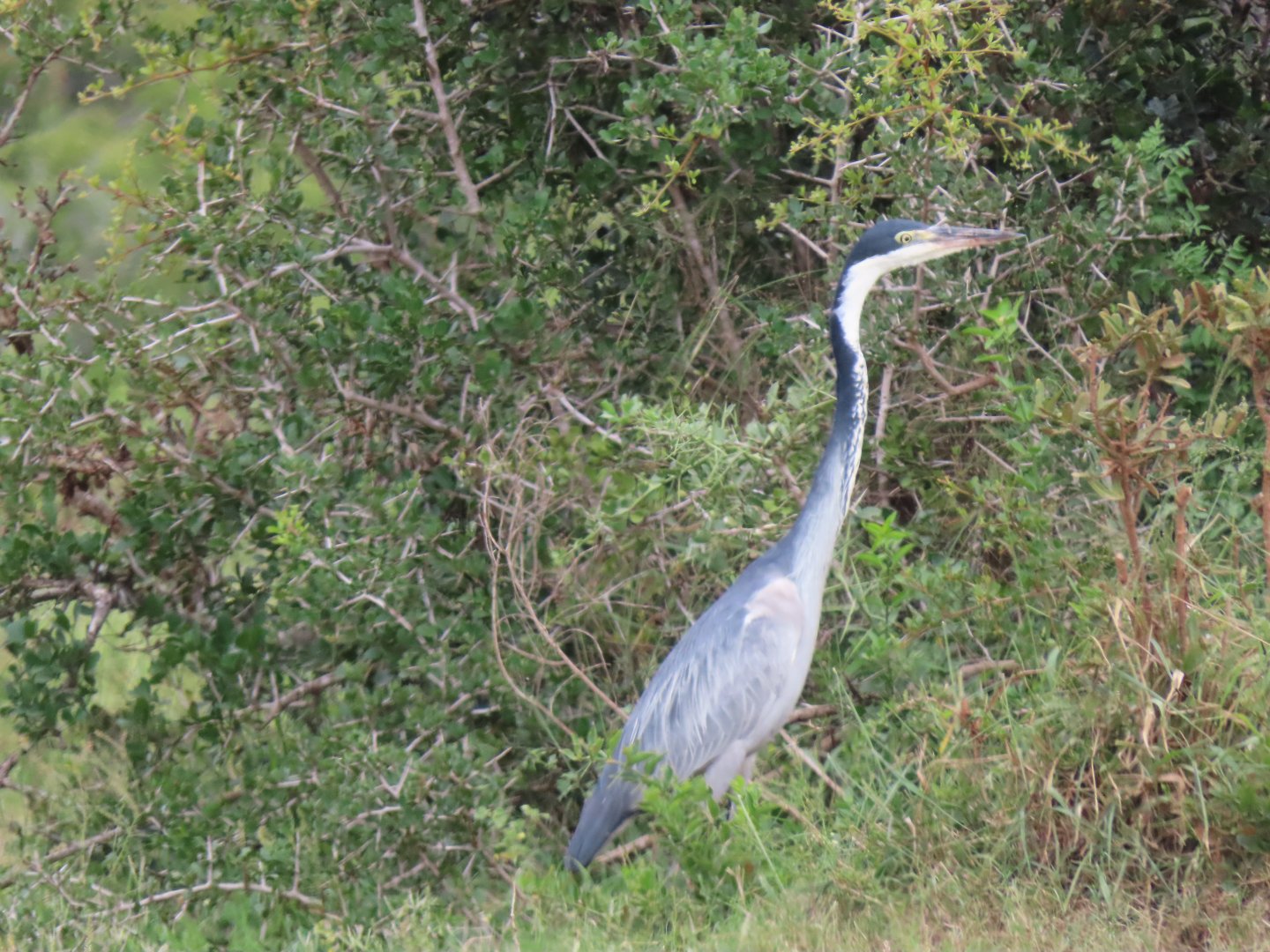 Black-headed heron (Ardea melanocephala)