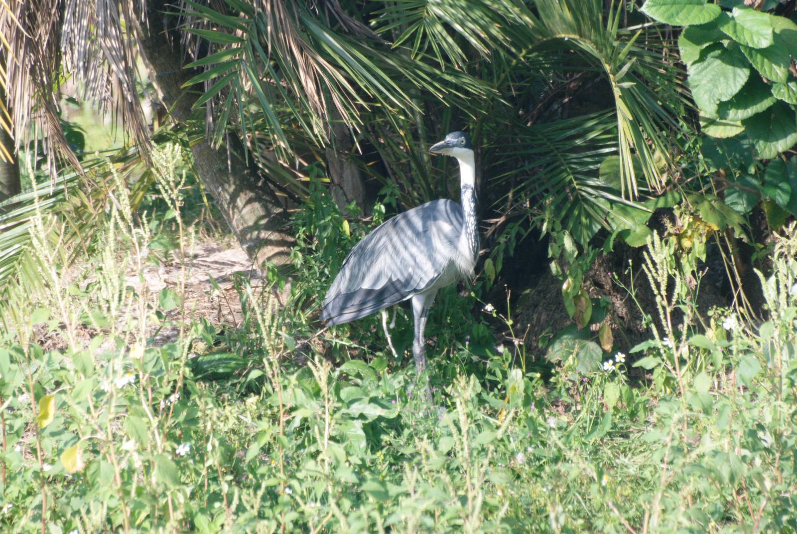 Black-headed Heron at Lowry Park, 13/10/13