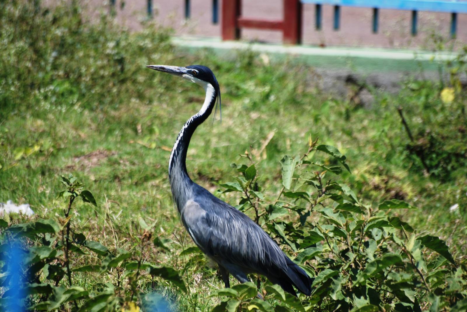Black-headed Heron at Ziway, 13/10/14