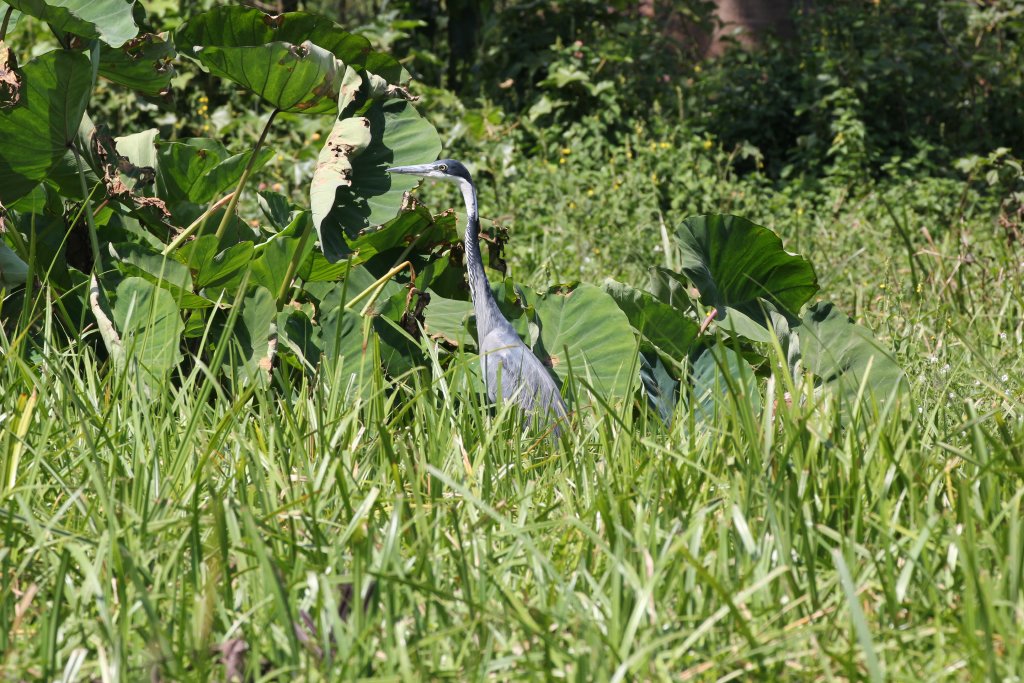 Black-headed Heron