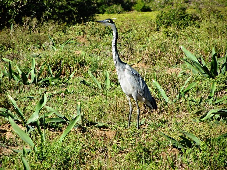 Black-headed Heron