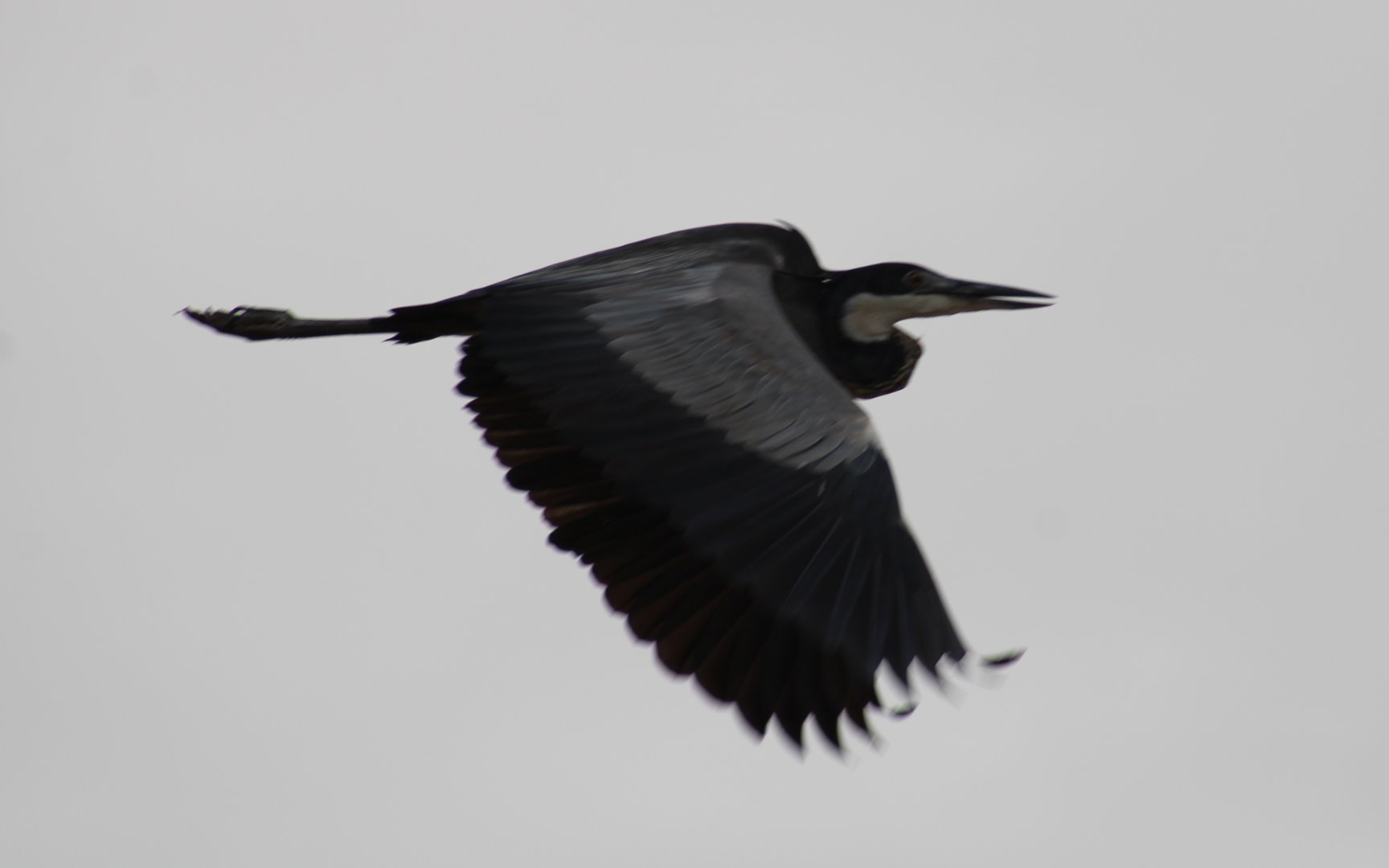 Black-headed heron