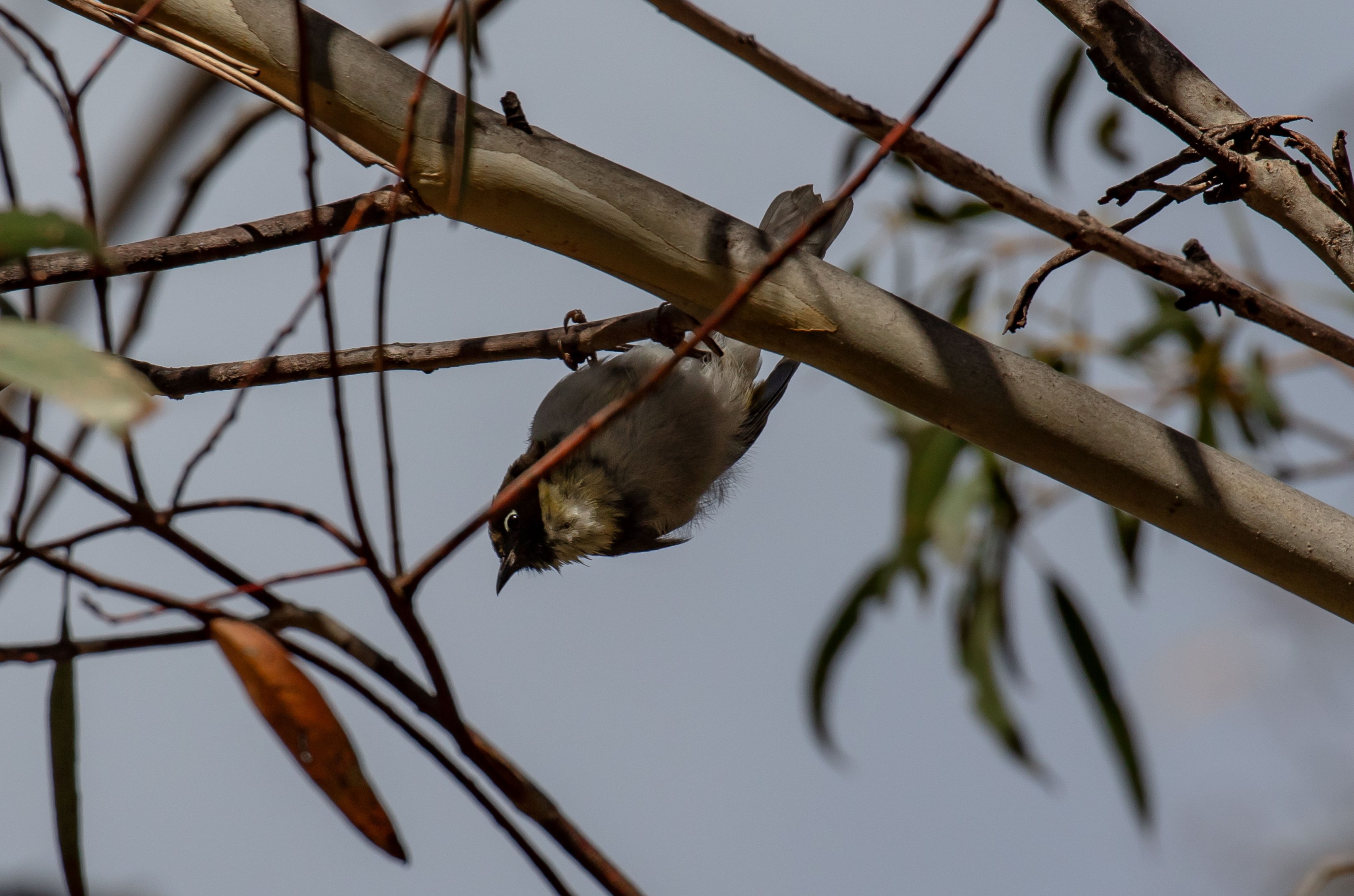 Black-headed Honeyeater
