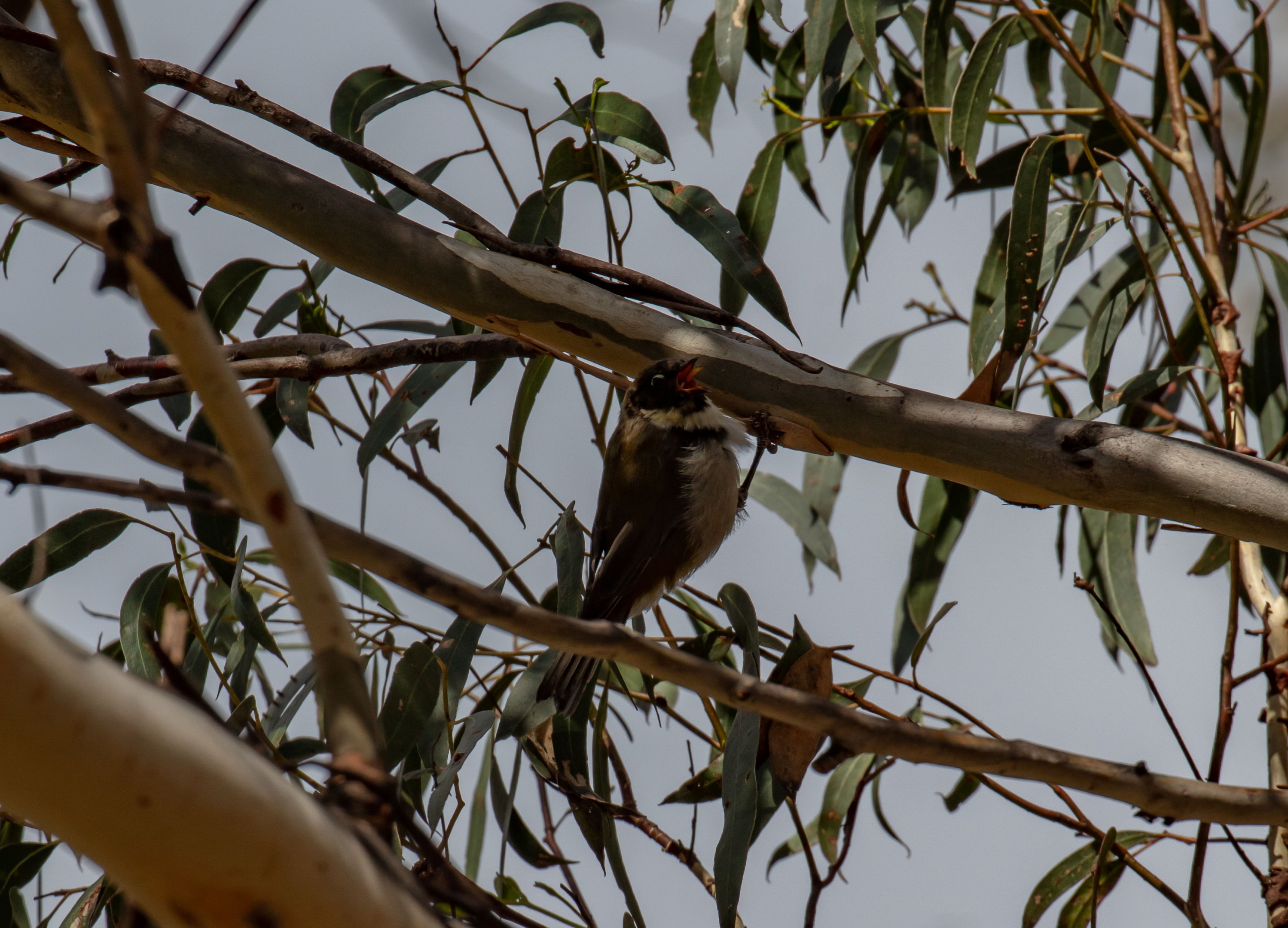 Black-headed Honeyeater