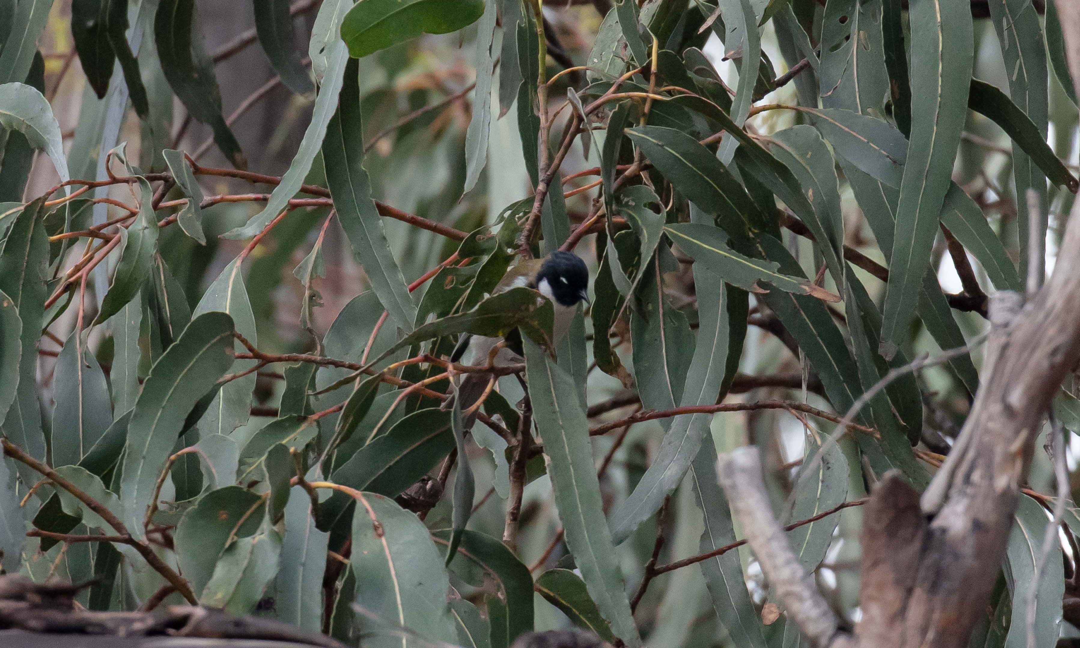 Black-headed Honeyeater