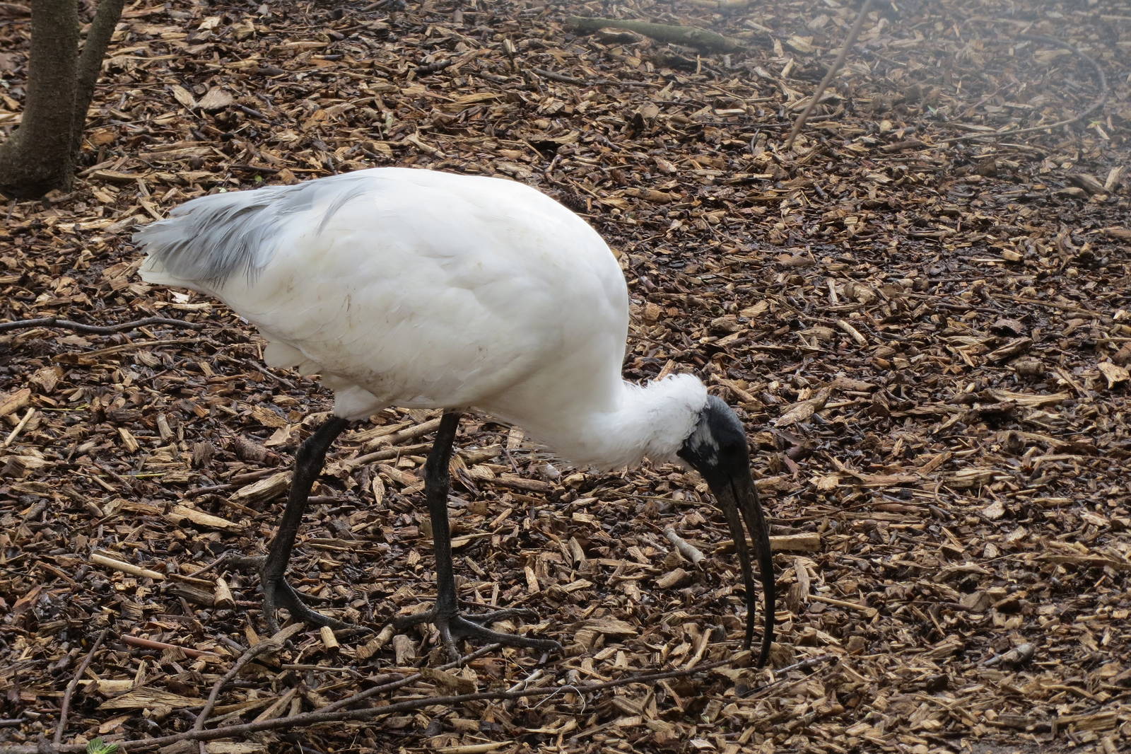 Black-headed Ibis 090515