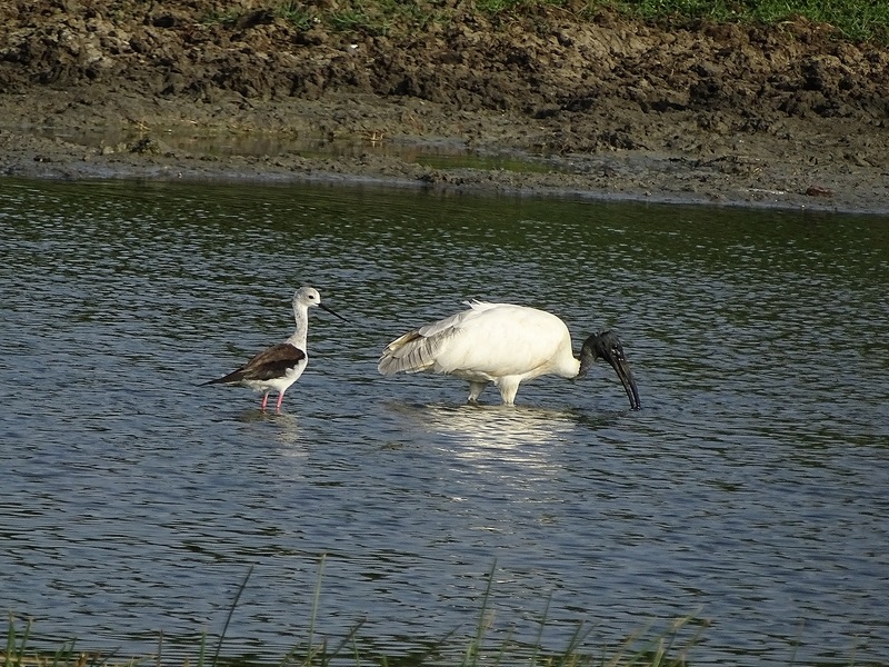 Black-headed ibis and black-winged stilt