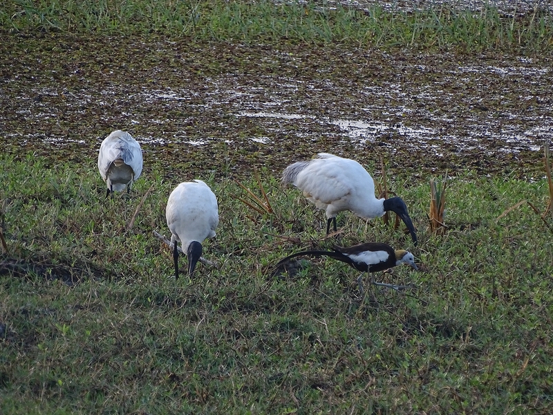 Black-headed ibis and pheasant-tailed Jacana