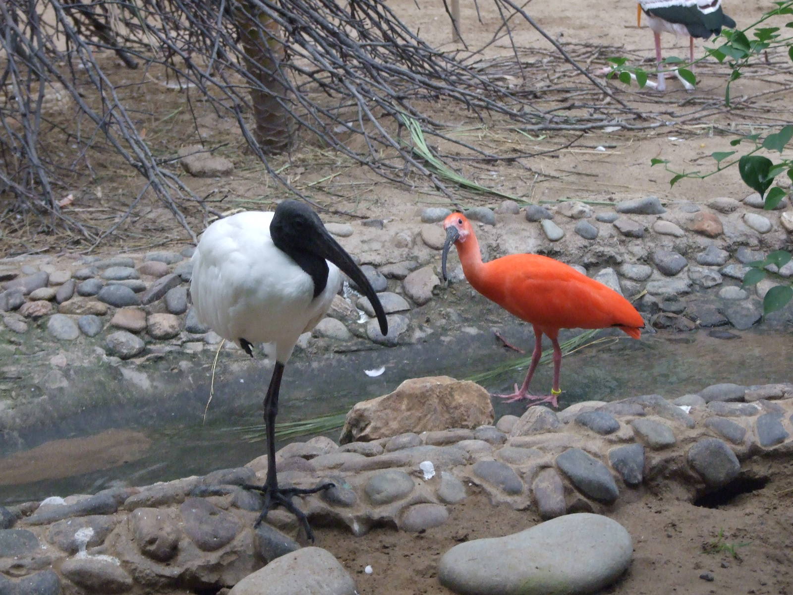 Black-headed ibis and Scarlet ibis
