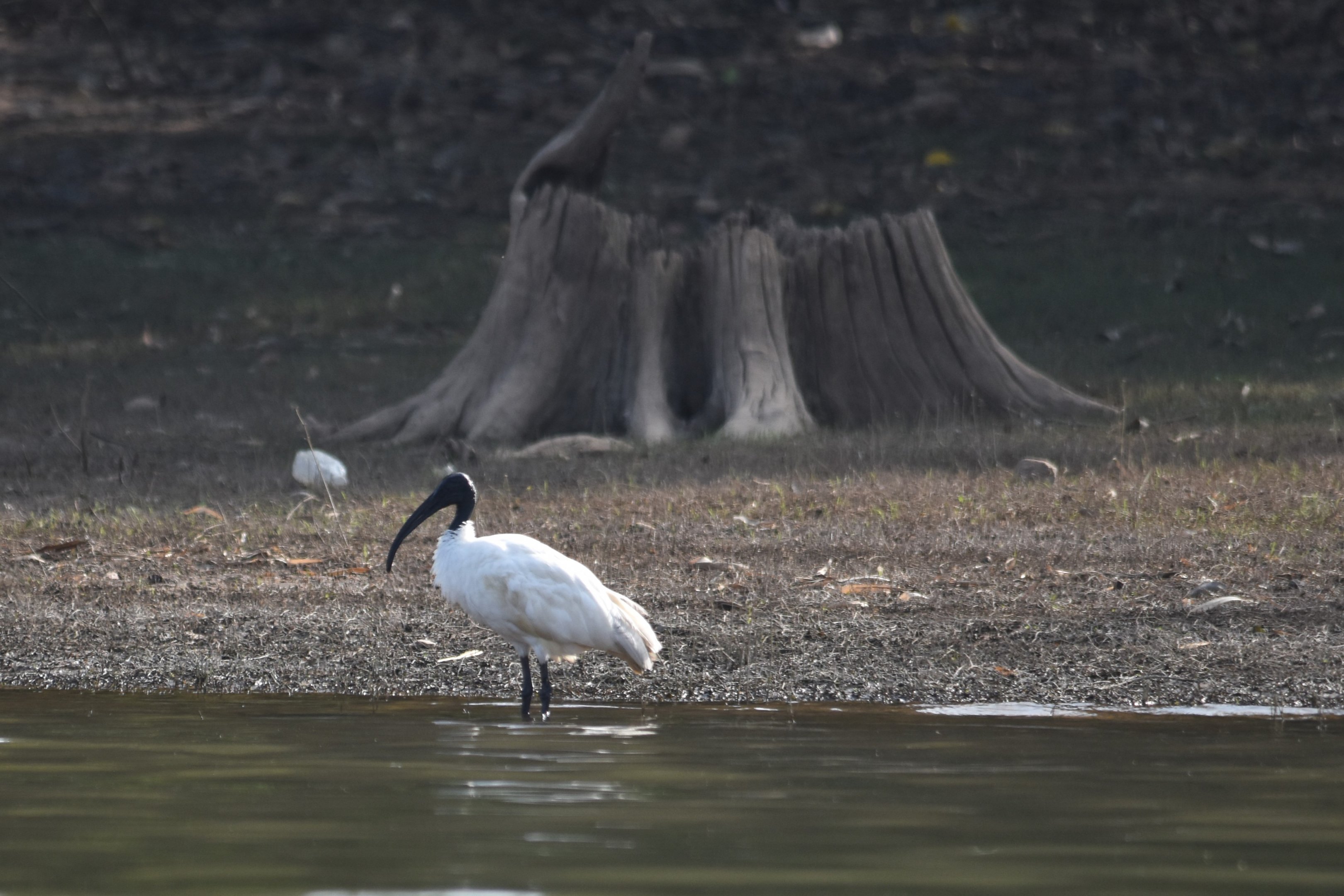 Black-headed Ibis, Kabini River, 21st November 2024