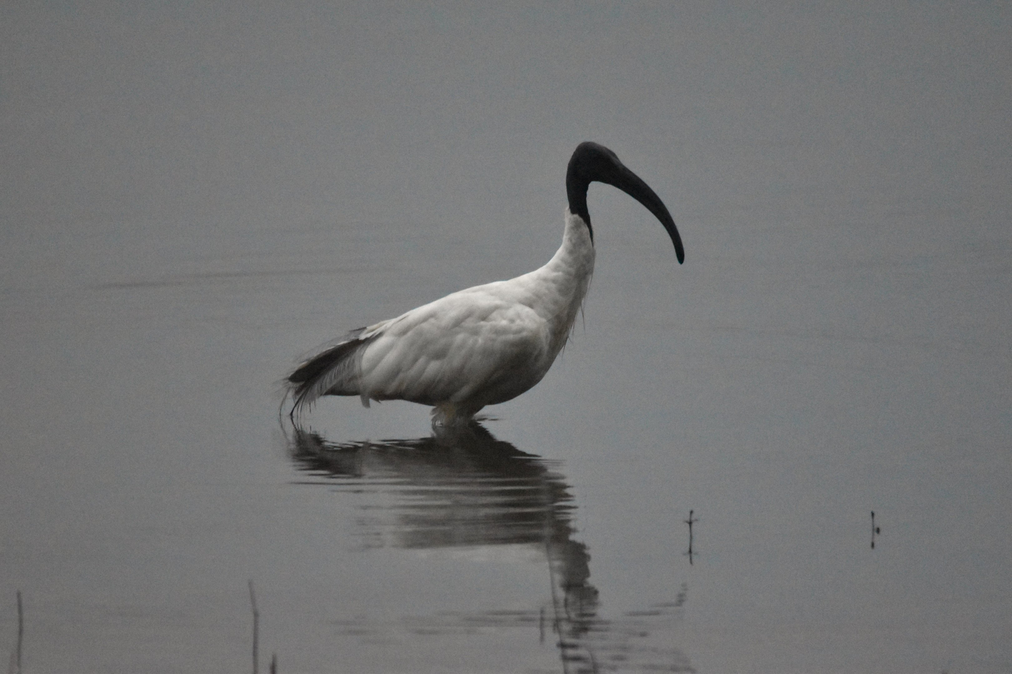 Black-headed Ibis, Nagarahole Tiger Reserve, 22nd November 2024