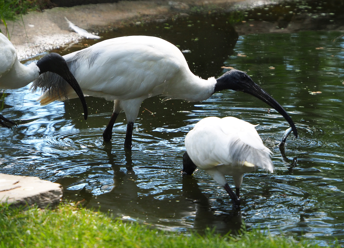 Black-headed ibis or Oriental white ibis (Threskiornis melanocephalus), 2020-07-21