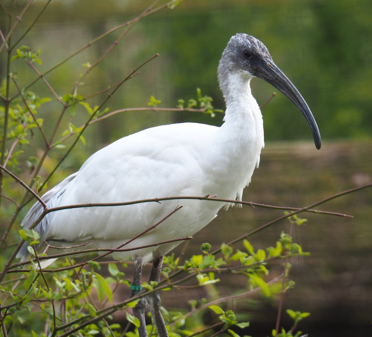 Black-headed ibis or Oriental white ibis (Threskiornis melanocephalus), 2021-04-20