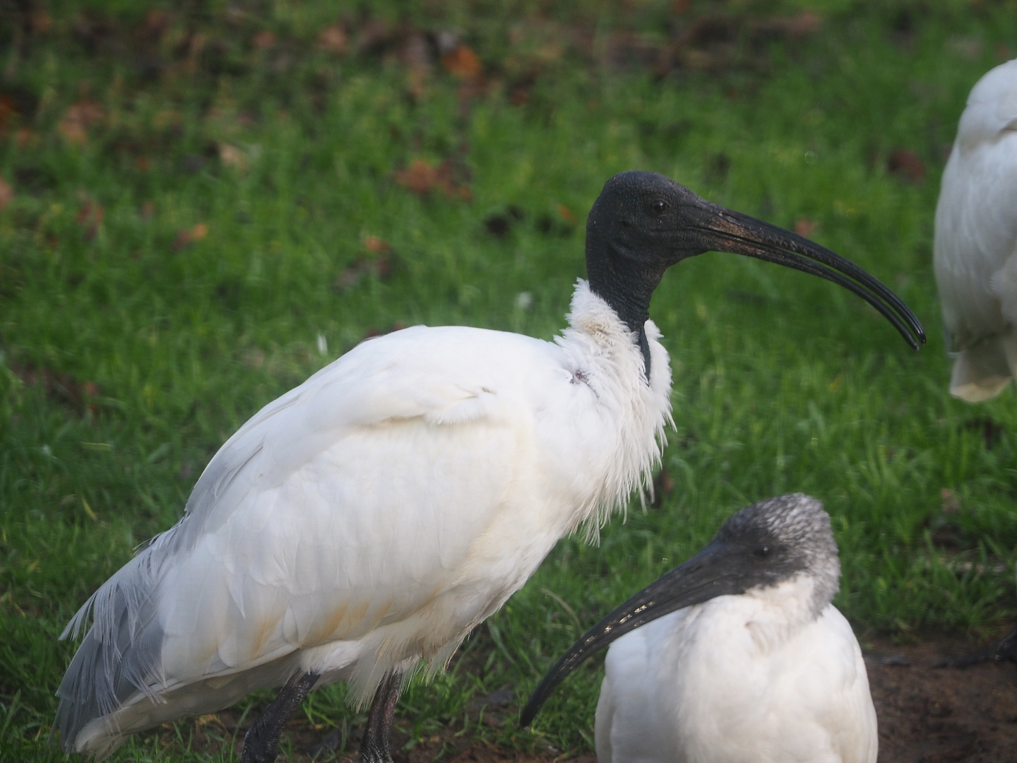 Black-headed ibis (Threskiornis melanocephalus), 2019-12-28