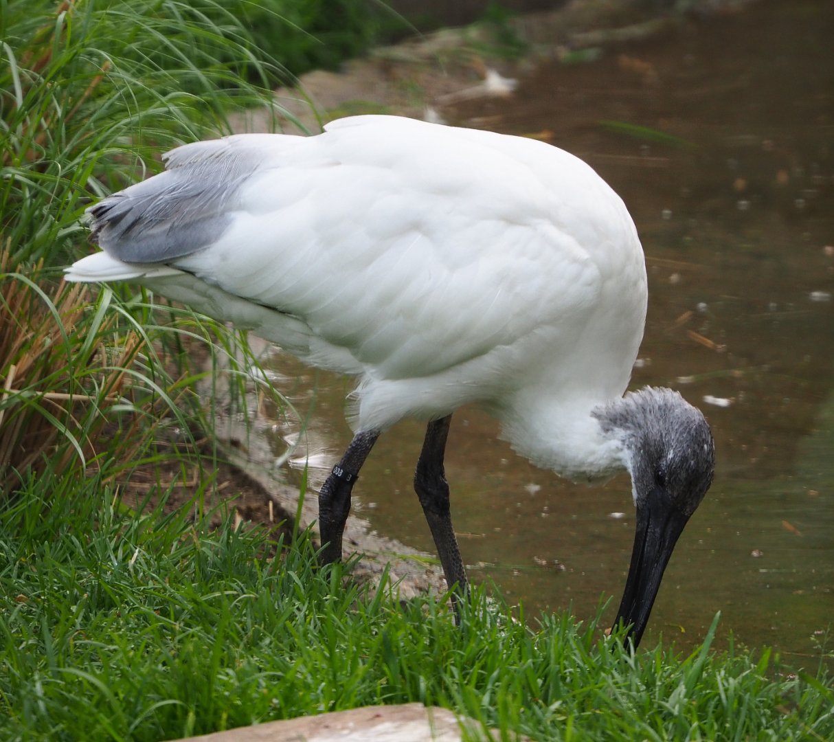 Black-headed ibis (Threskiornis melanocephalus), 2020-05-23