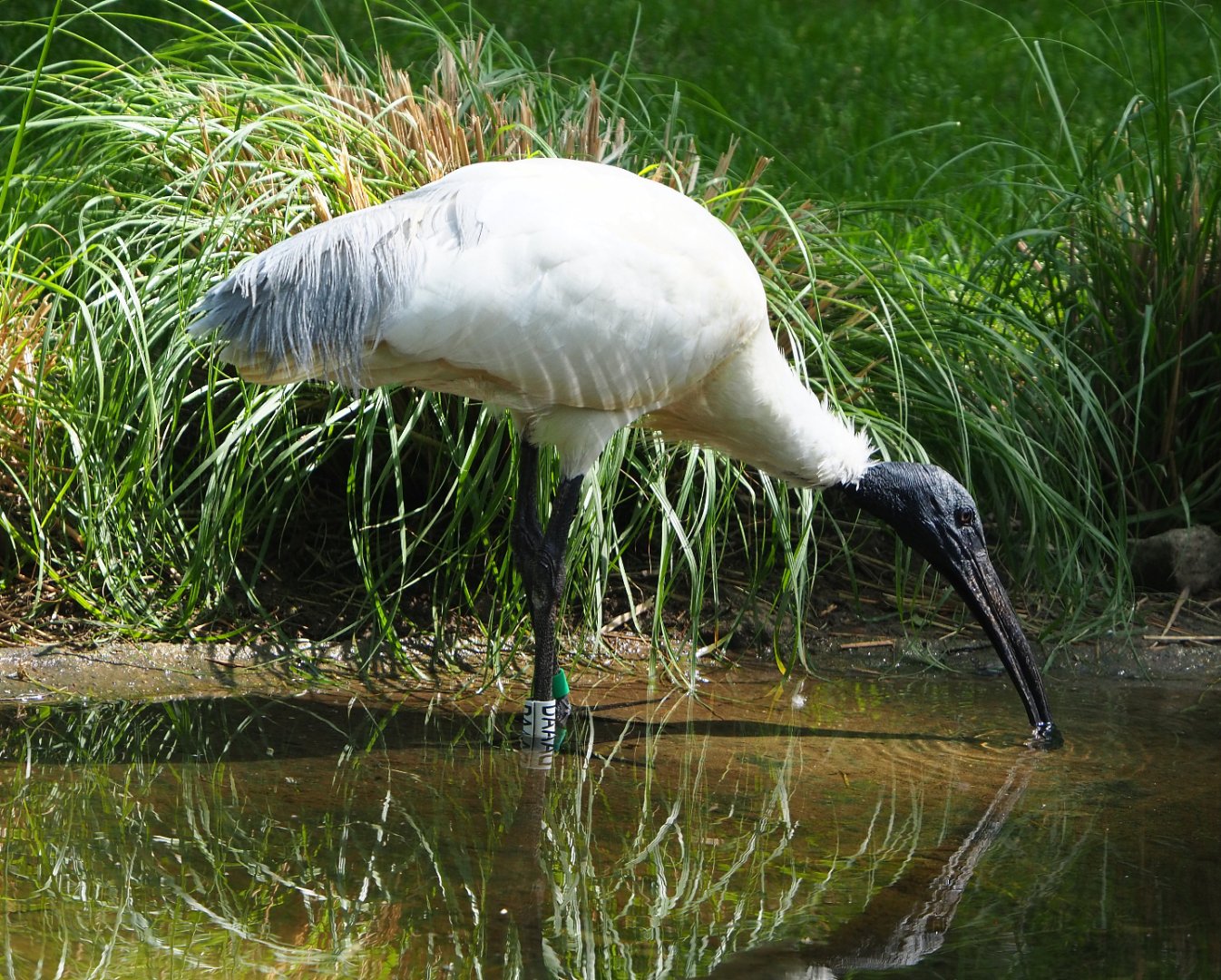 Black-headed ibis (Threskiornis melanocephalus), 2020-06-12