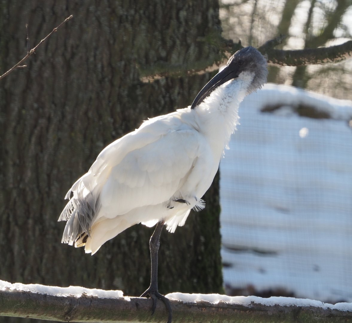 Black-headed ibis (Threskiornis melanocephalus), 2021-02-14