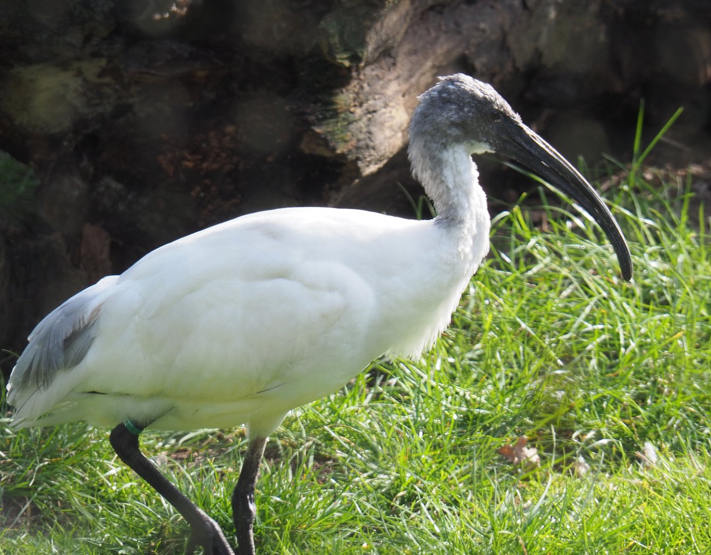 Black-headed ibis (Threskiornis melanocephalus), 2021-02-23