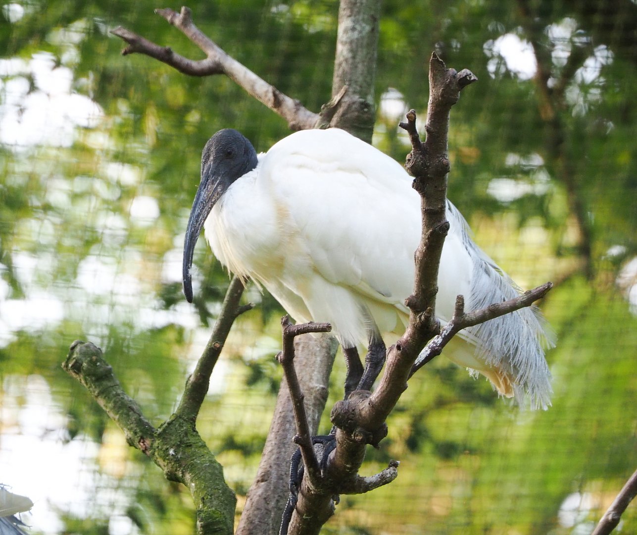 Black-headed ibis (Threskiornis melanocephalus), 2021-07-20