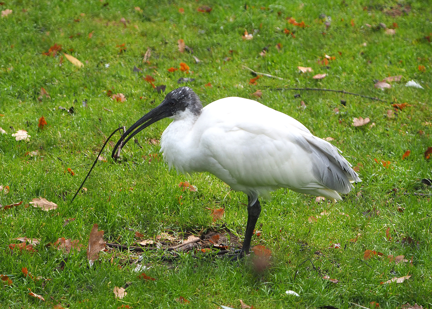 Black-headed ibis (Threskiornis melanocephalus), 2021-11-23