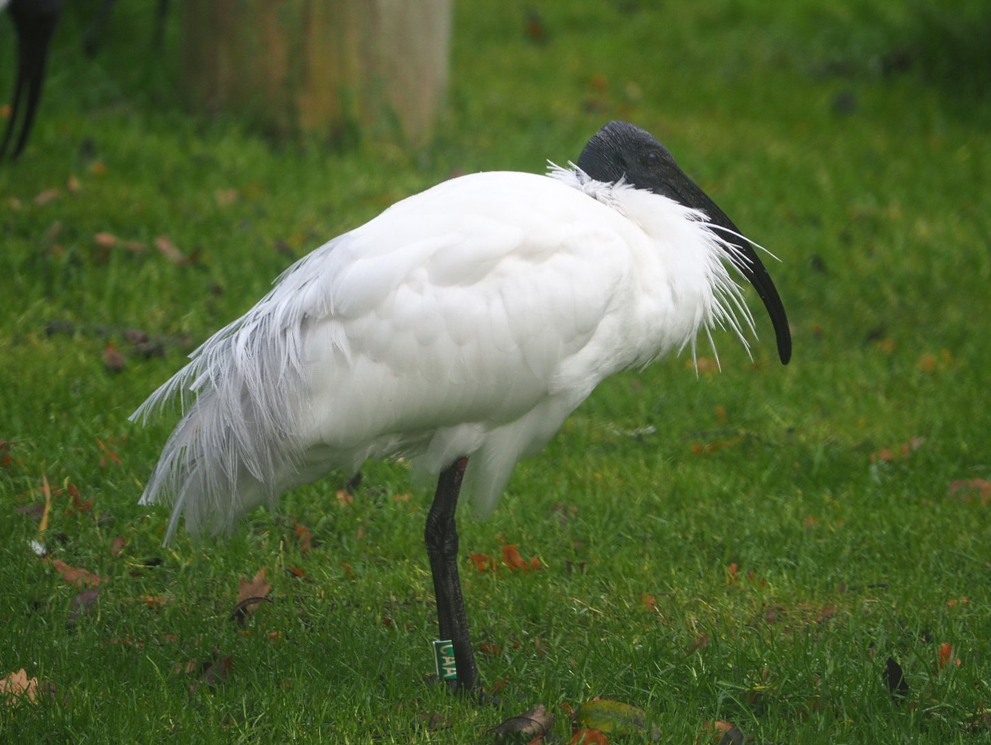 Black-headed ibis (Threskiornis melanocephalus), 2021-11-23