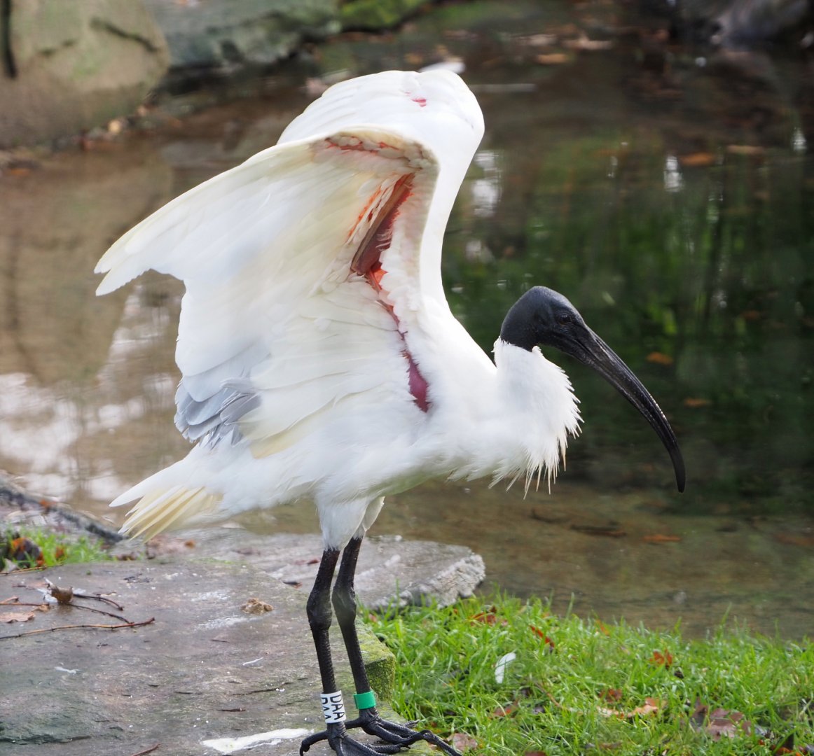 Black-headed ibis (Threskiornis melanocephalus), 2021-12-07
