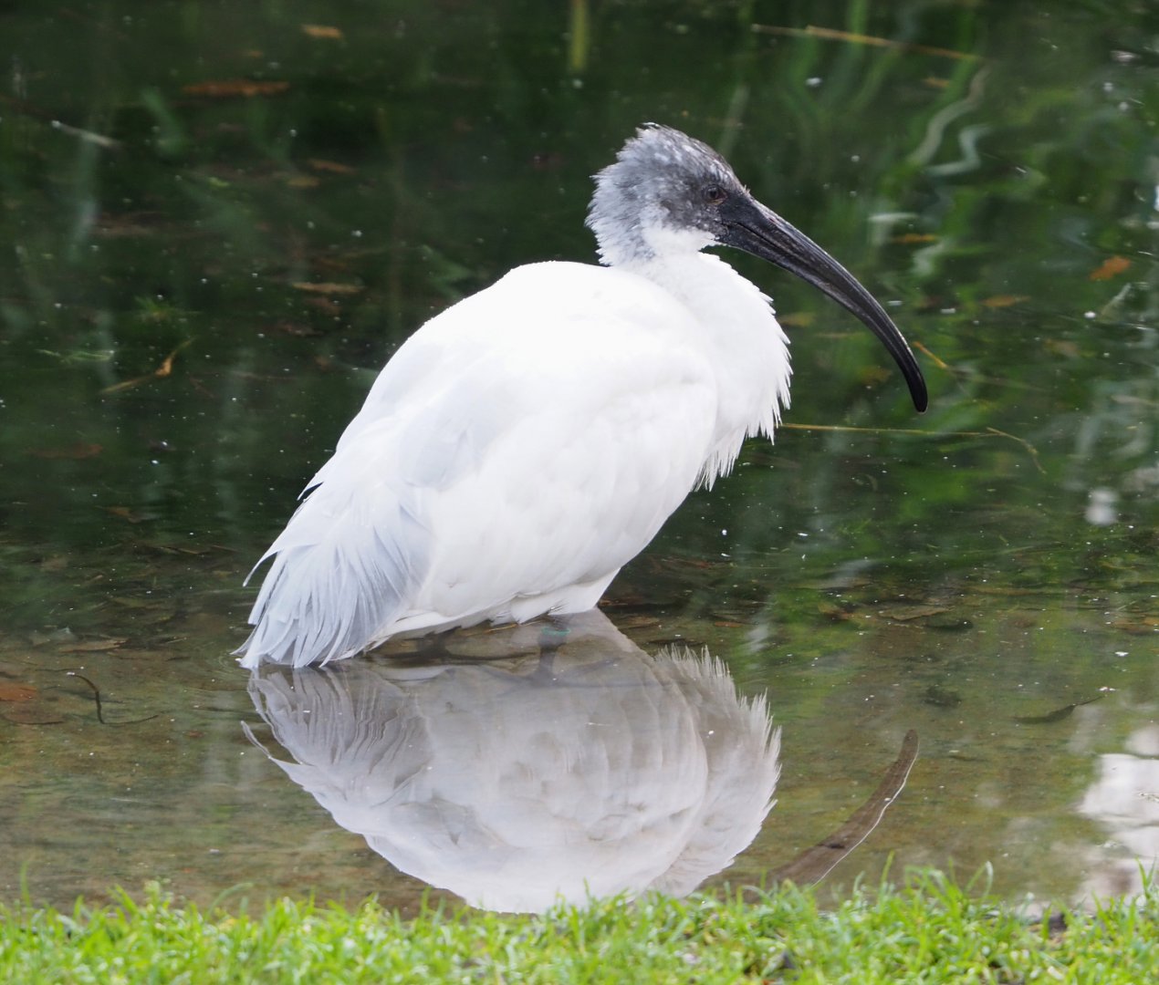 Black-headed ibis (Threskiornis melanocephalus), 2021-12-07