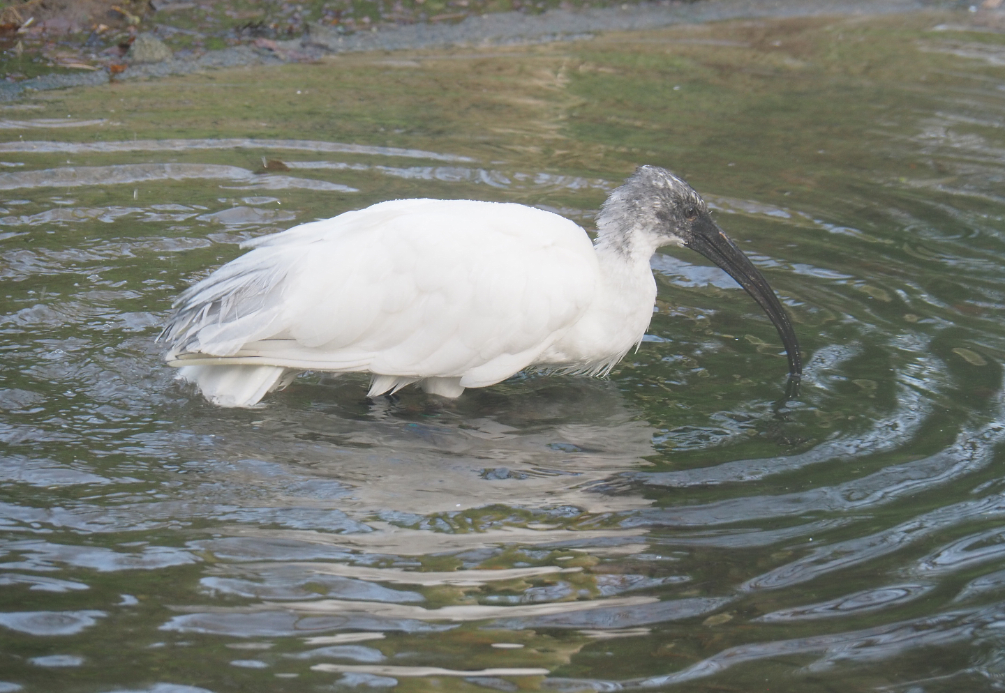 Black-headed ibis (Threskiornis melanocephalus), 2021-12-07