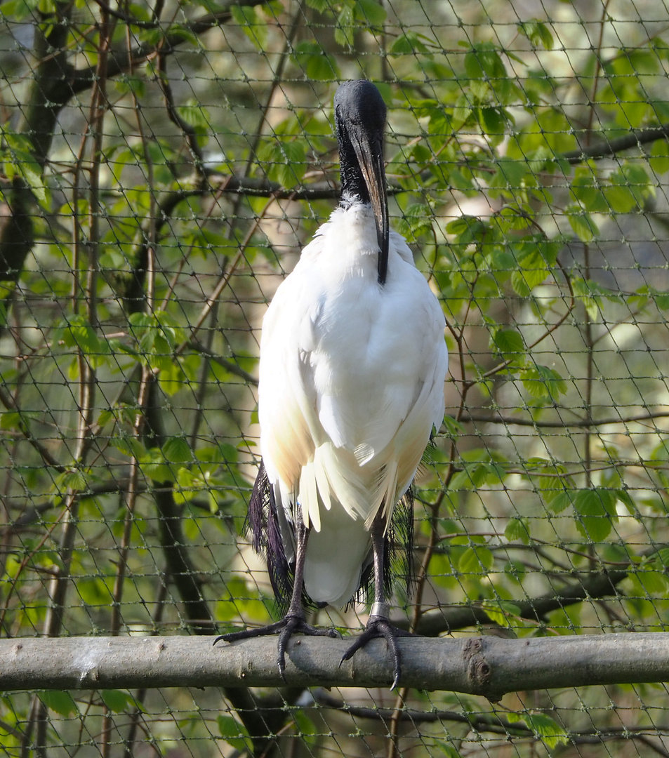 Black-headed ibis (Threskiornis melanocephalus), 2022-04-12