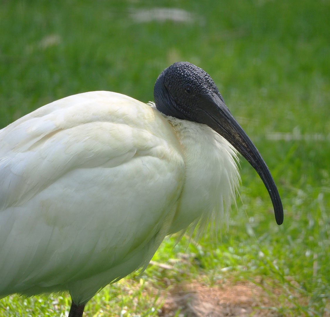 Black-headed ibis (Threskiornis melanocephalus), 2022-05-28