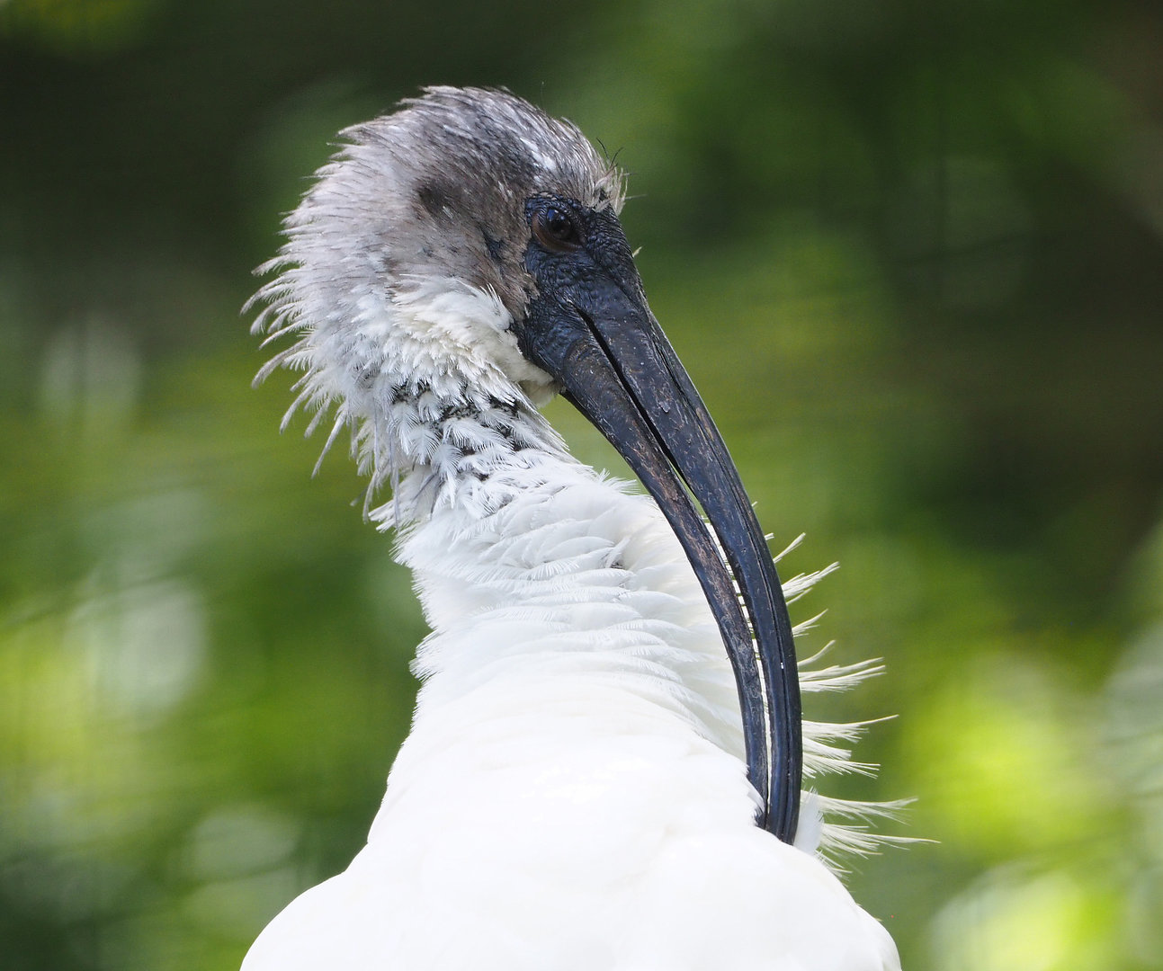 Black-headed ibis (Threskiornis melanocephalus), 2022-05-28