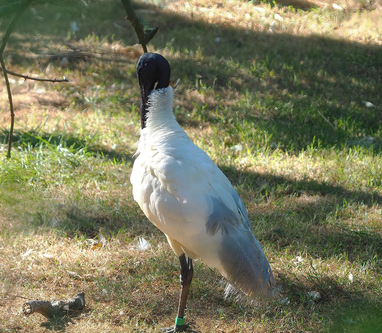 Black-headed ibis (Threskiornis melanocephalus), 2022-08-07