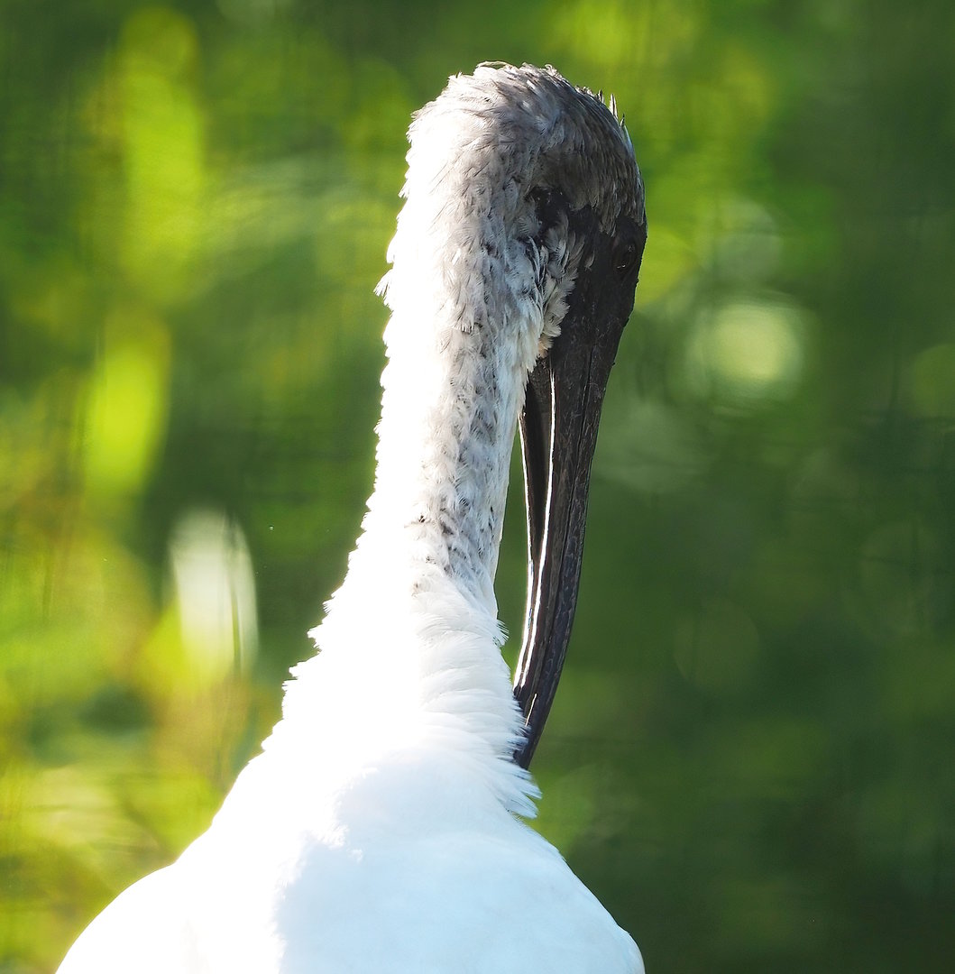 Black-headed ibis (Threskiornis melanocephalus), 2022-09-12
