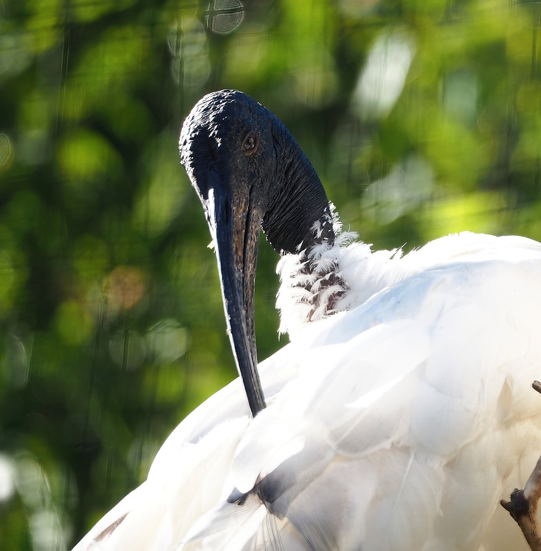 Black-headed ibis (Threskiornis melanocephalus), 2022-09-12