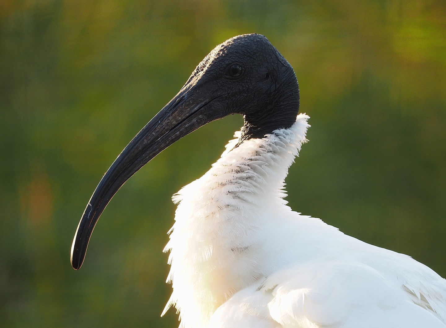 Black-headed ibis (Threskiornis melanocephalus), 2022-10-19