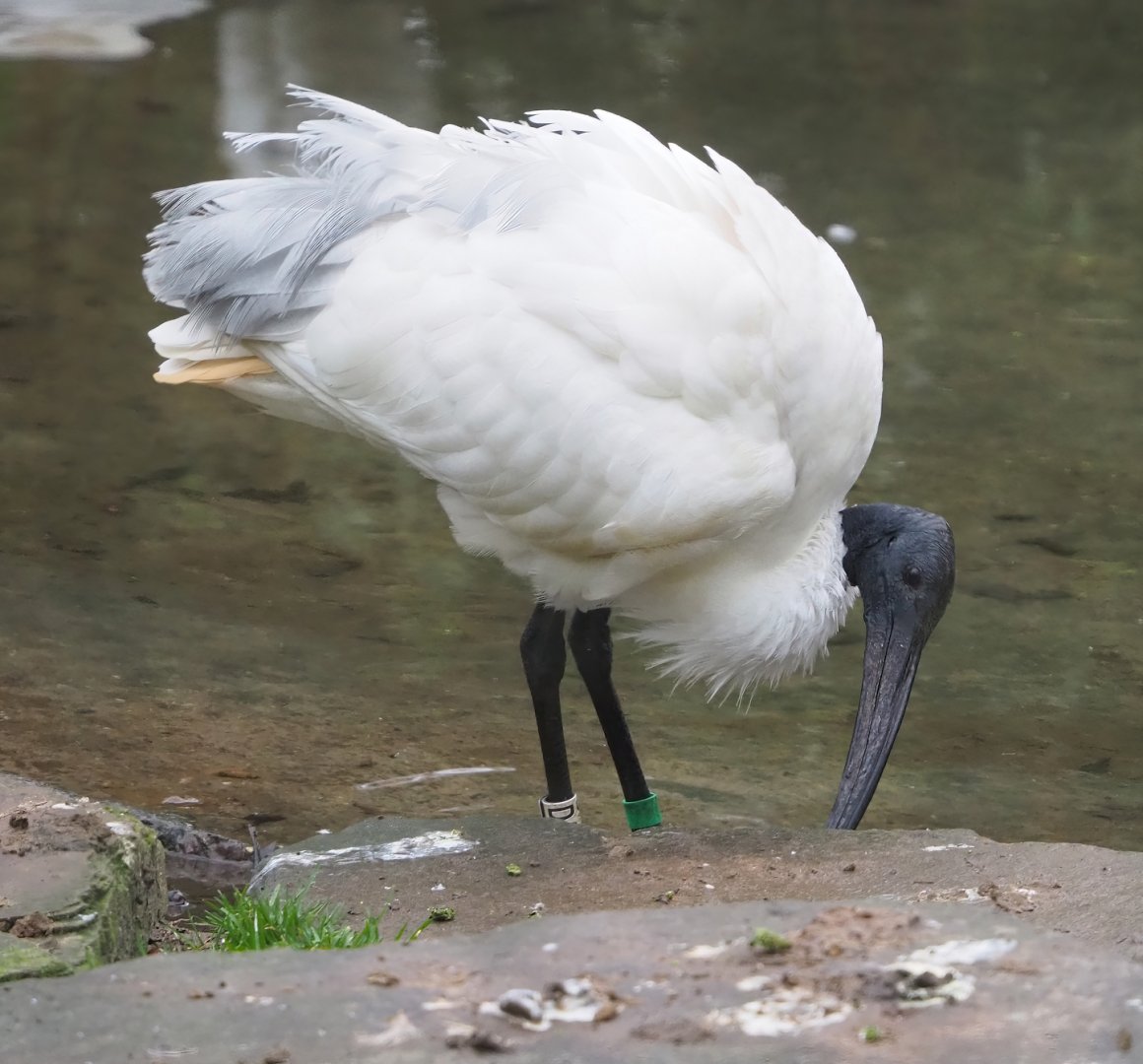 Black-headed ibis (Threskiornis melanocephalus), 2023-02-19