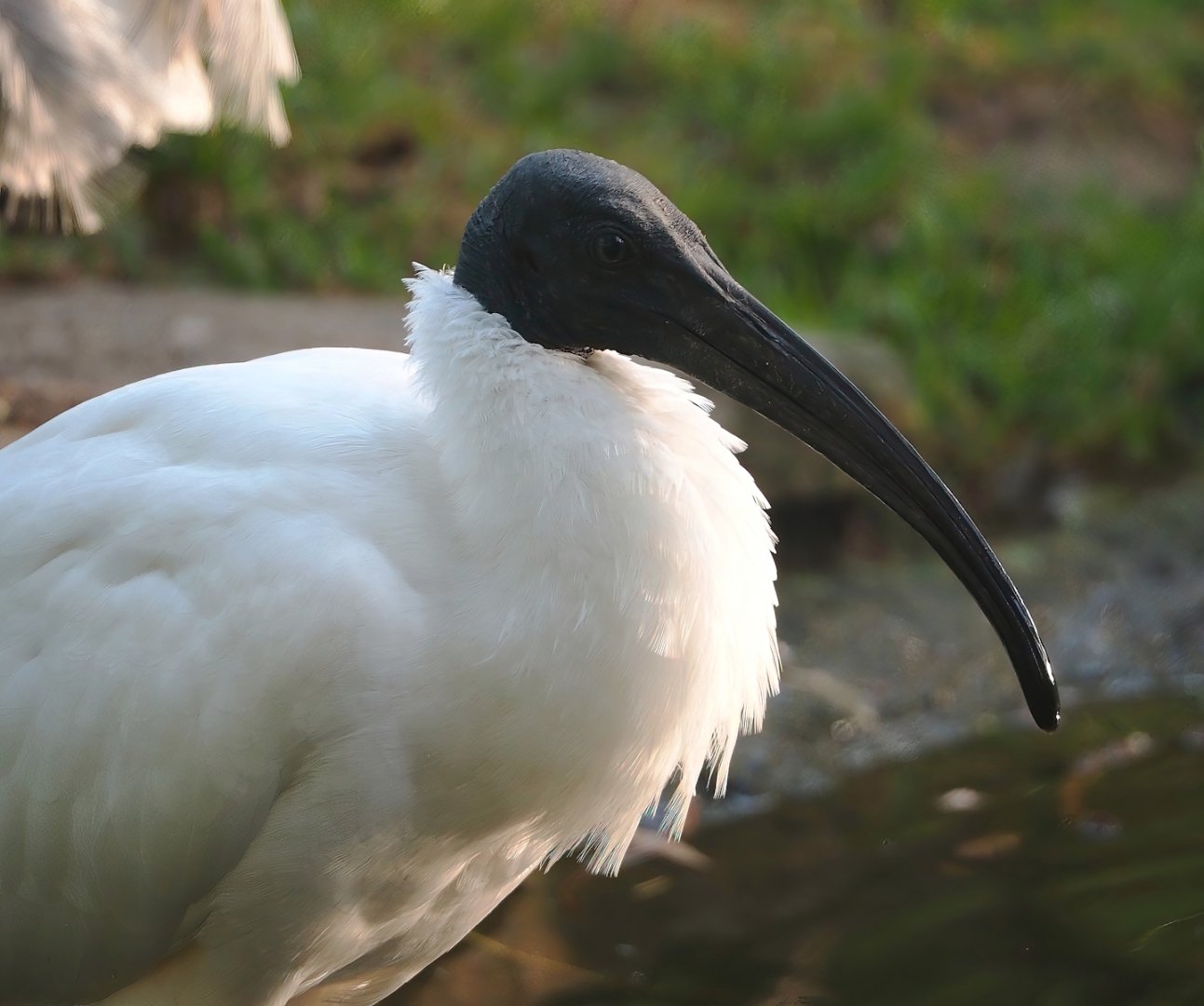 Black-headed ibis (Threskiornis melanocephalus), 2023-10-04